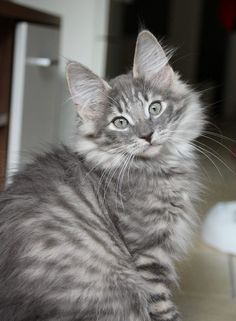 a gray cat sitting on top of a table