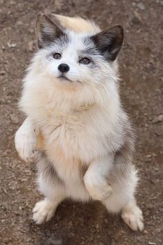 a small white and gray dog standing on its hind legs with it's front paws in the air