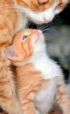 an orange and white kitten playing with its mother