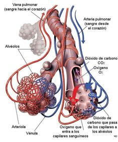 an image of the inside of a human body with blood vessels and valves labeled in spanish