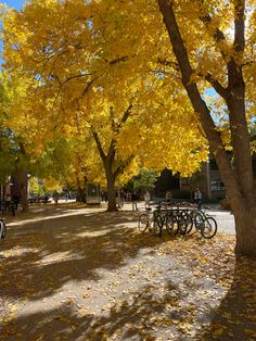 several bicycles are parked in the shade of trees with yellow leaves on them and people walking by