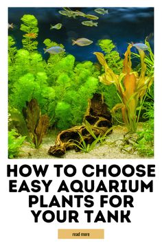 Beginner-Friendly Aquarium Plants You Can Add Today 5 Gallon Aquarium, Fish Tank Ideas, Aquarium Store, Fish Breeding, Nature Aquarium, Red Plants, Aquarium Plants, Aquarium Design, Aquascaping