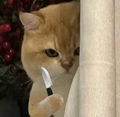 an orange cat peeking out from behind a curtain with a knife in it's mouth