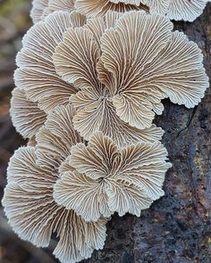 mushrooms growing on the bark of a tree