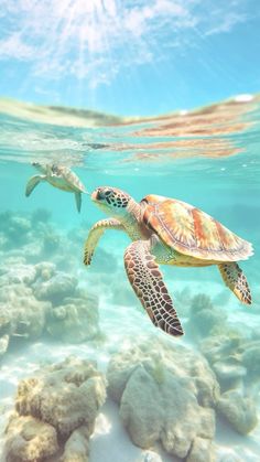 two sea turtles swimming in the ocean with rocks and corals around them, under water