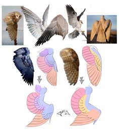 several different kinds of birds with wings spread out in front of the camera, including an owl