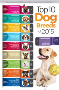 the top 10 dog breeds of 2015 is shown in this poster, which features dogs and their names