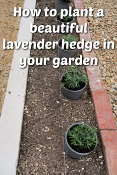 some plants that are in pots on the side of a road with text overlay how to plant a beautiful lavender hedge in your garden