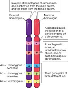 an image of the structure of a homo - colored substance with labels on each side