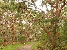 a dirt road surrounded by trees and grass