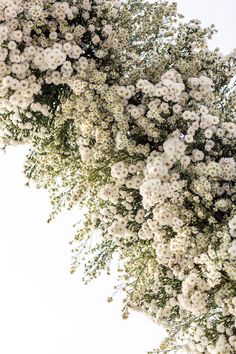 white flowers are growing on the branches of trees