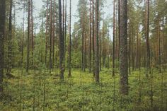 a forest filled with lots of tall trees