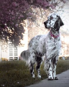 a white and gray dog standing on top of a sidewalk next to a lush green field