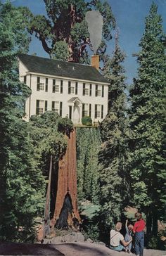 two people are standing in front of a large tree that has been cut down by a house