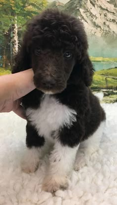 a black and white poodle puppy sitting on top of a pile of snow next to a painting