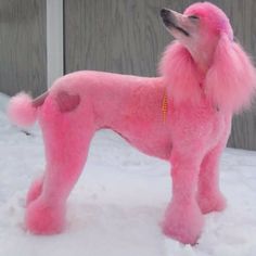 a pink poodle standing in the snow