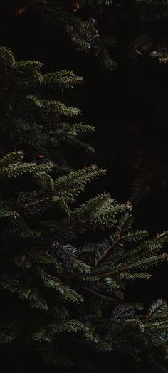 closeup of pine tree branches in the dark