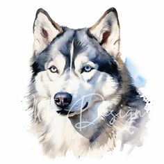 a watercolor painting of a husky dog's head with blue eyes and ears