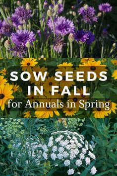 sowing seeds Raised Bed Flower Garden, Planting Flowers From Seeds, Fall Container Plants, Summer Blooming Flowers, Garden Tattoos, Fall Containers, Southern Garden, Fine Gardening, Cut Flower Garden