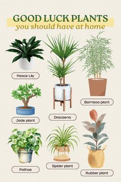 some house plants that are good for the environment