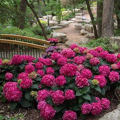 pink flowers are blooming in front of a bench