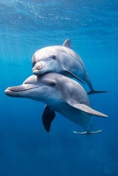 two dolphins swimming in the ocean together