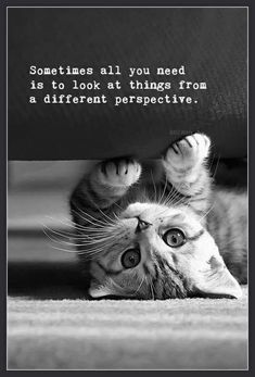 a black and white photo of a cat laying on its back with the caption sometimes all you need is to look at things from a different perspective