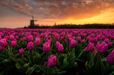 pink tulips are in the foreground with a windmill in the background at sunset