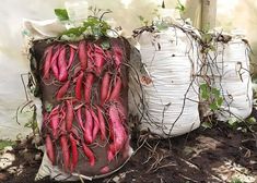 two bags filled with red beans sitting on top of a dirt ground next to plants