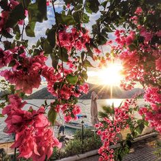 the sun shines brightly through pink flowers on trees near a body of water with boats in the background