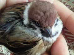 a bird that is sitting in someone's hand