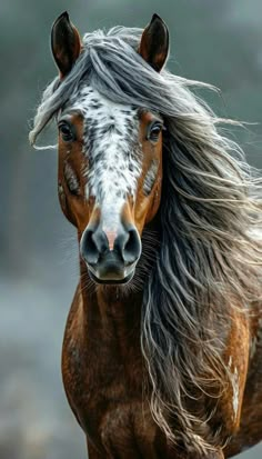 a brown and white horse with long hair