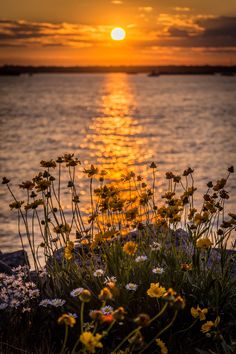 the sun is setting over the water with wildflowers growing in front of it