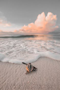 a sea turtle is on the beach at sunset