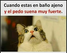 a cat looking up at the sky with caption in spanish above it that reads, me encantan los rumoires sob