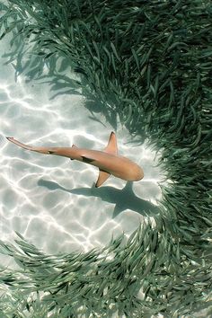 a shark swimming in the water surrounded by seaweed and other small fish around it