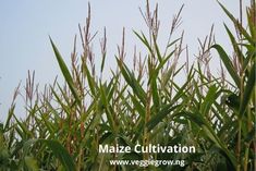 a field full of tall green grass with the words maize cultivation written in front of it