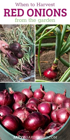 red onions growing in the garden with text overlay that reads when to harvest red onions from the garden