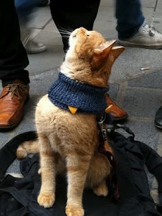 a cat sitting on top of a black bag next to someone's footwear