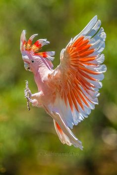 a pink and white cockatoo with its wings spread out in the air, flapping it's wings