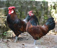 two roosters standing next to each other on the ground near some rocks and grass