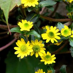 yellow flowers with green leaves in the foreground and on the right side of the frame