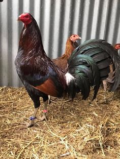 two chickens standing next to each other on top of dry grass and straw in front of a metal wall