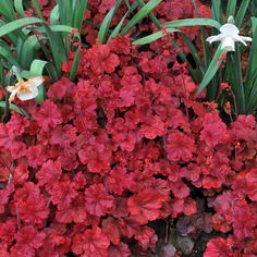 some red flowers and green leaves in the ground