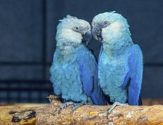 two blue parrots sitting on top of a tree branch with their beaks touching