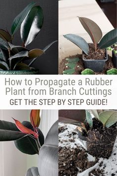 how to propagate a rubber plant from branch cuttings get the step by step guide