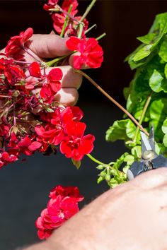 a person cutting flowers with scissors in front of green leaves and red flowers on the stems