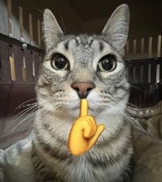 a cat is holding a toy in its mouth