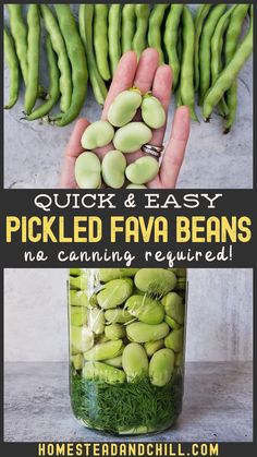 quick and easy pickled fava beans no canning required