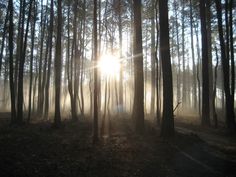 the sun is shining through the trees in the woods